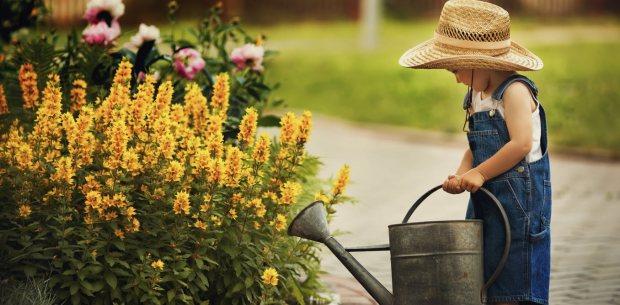 Manage Your Garden in a Heatwave - Cornwall Garden Shop