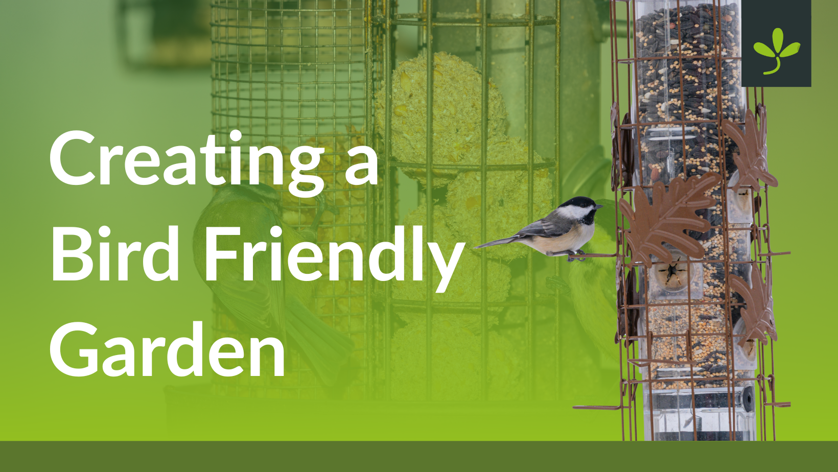 Creating a Bird Friendly Garden