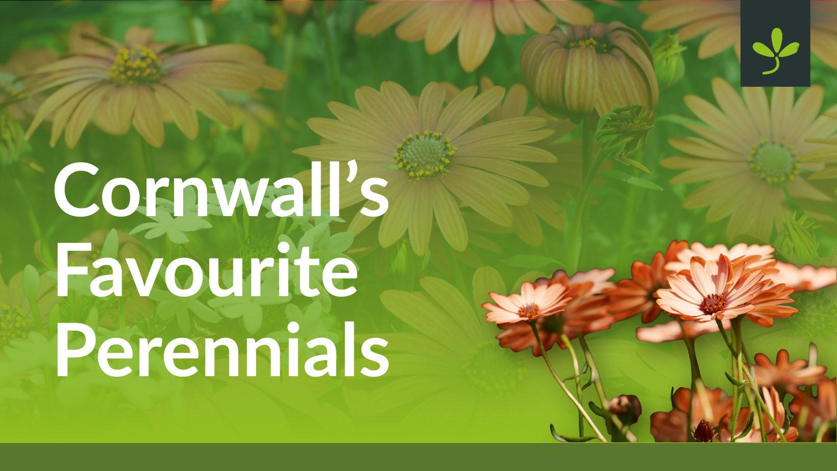 Cornwall's Favourite Perennials (Your Votes)