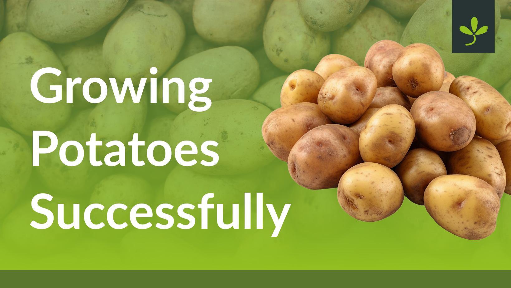 Growing Potatoes Successfully