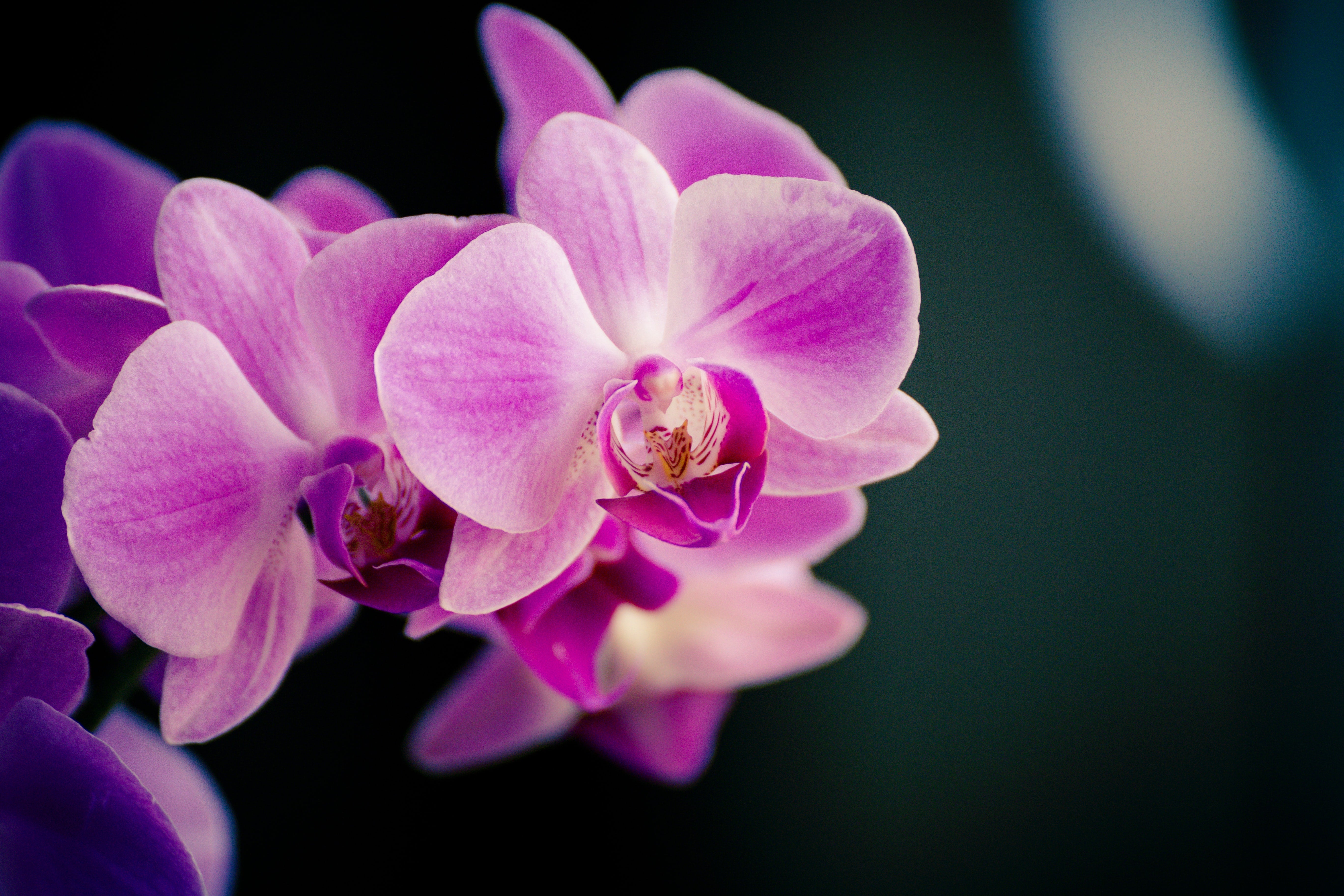 Our Favourite Halloween Houseplants