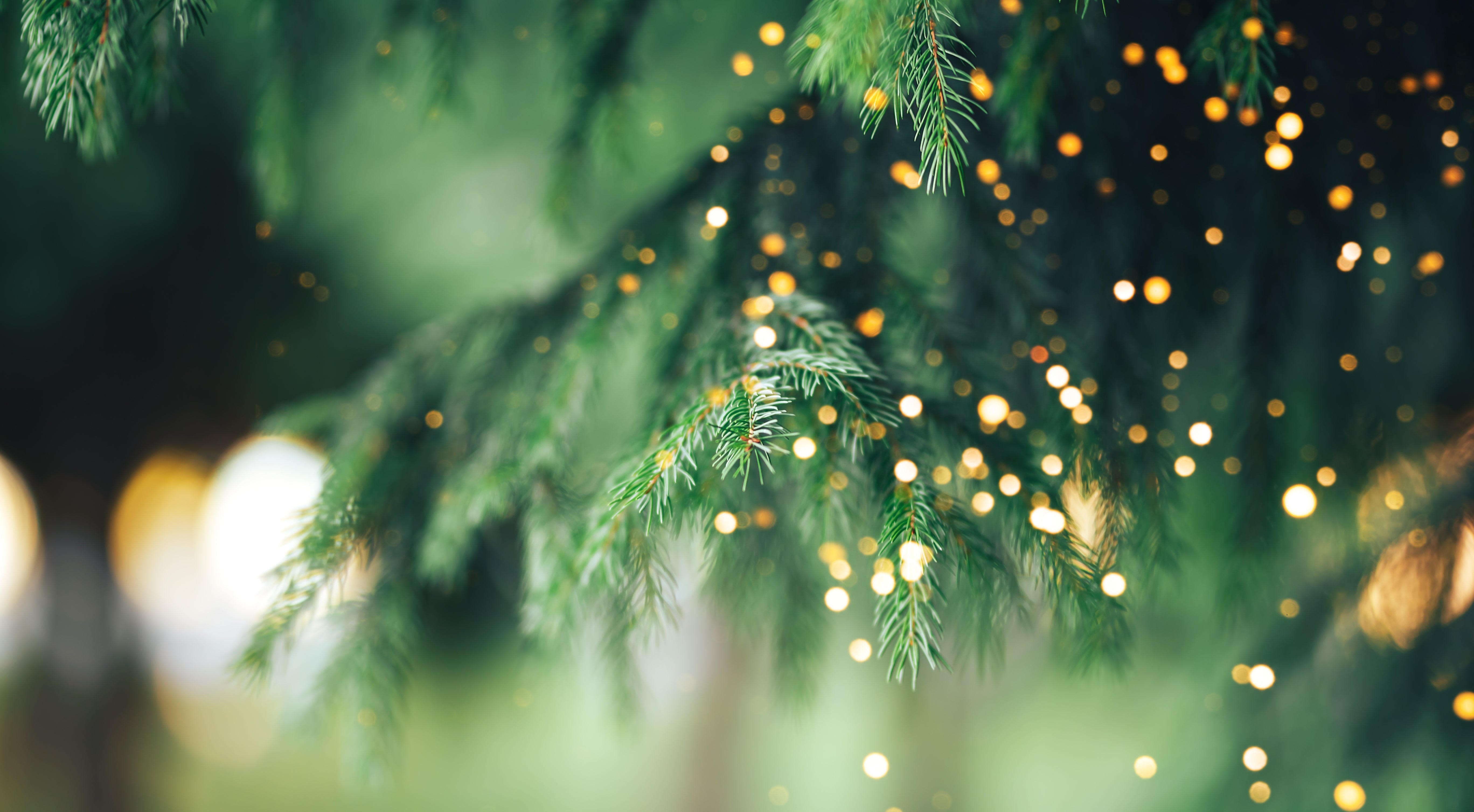 Fresh Cut Real Christmas Trees Cornwal Garden Shop
