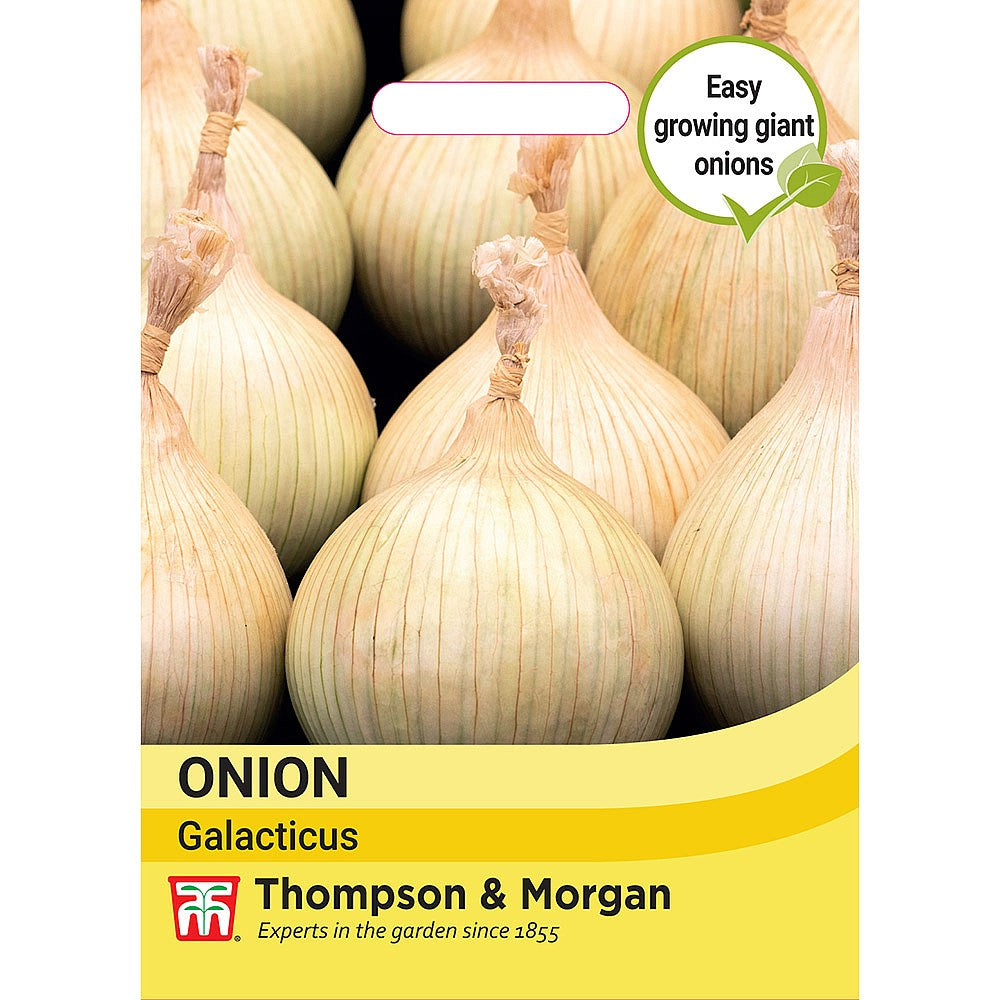Onion Allium cepa Galacticus