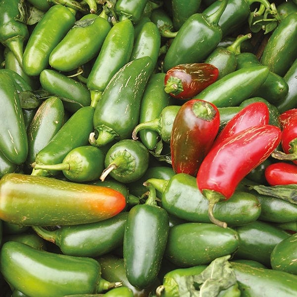 PEPPER (Hot) Jalapeno