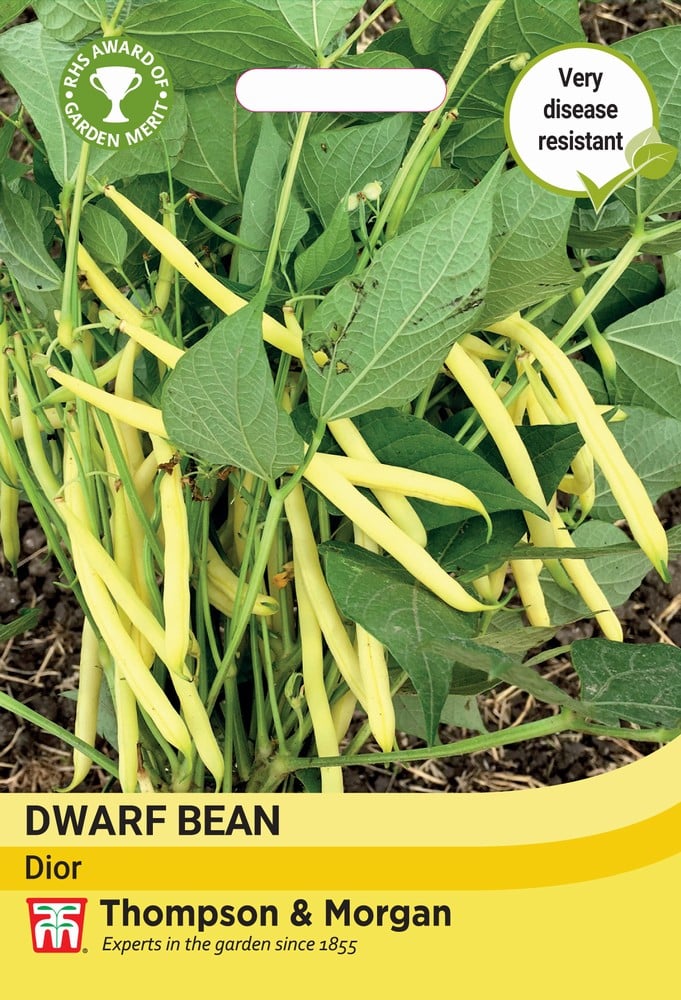 Dwarf French Bean Adoration (Yellow)