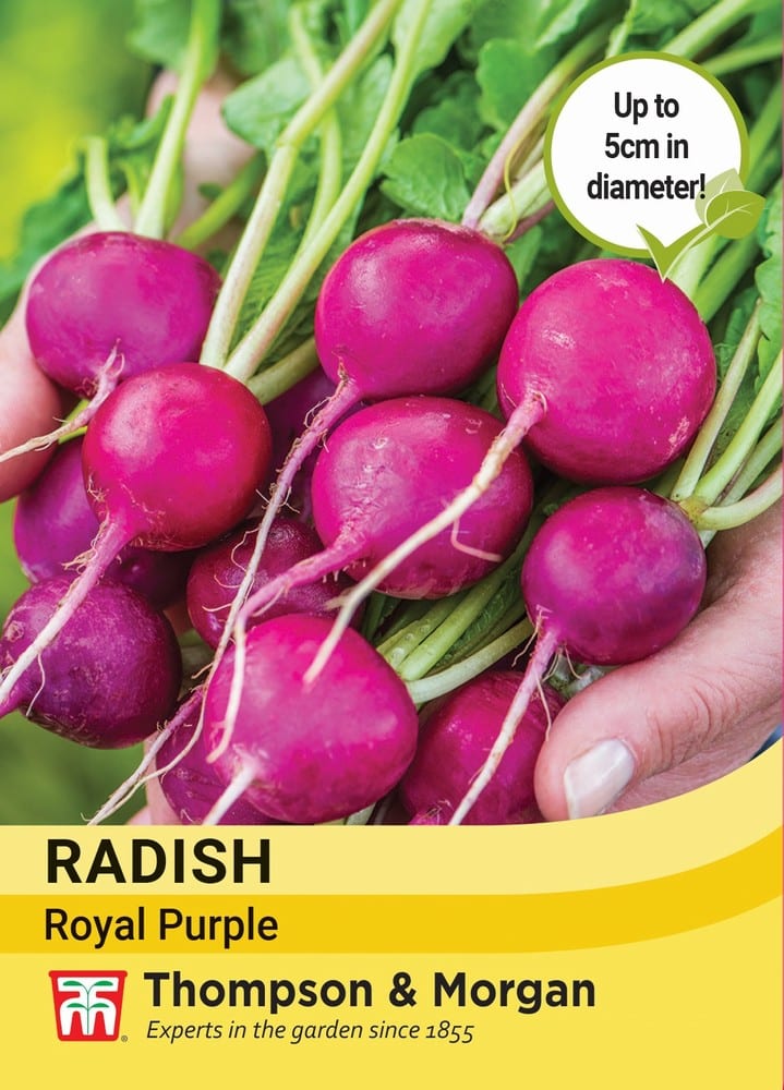 Radish Royal Purple