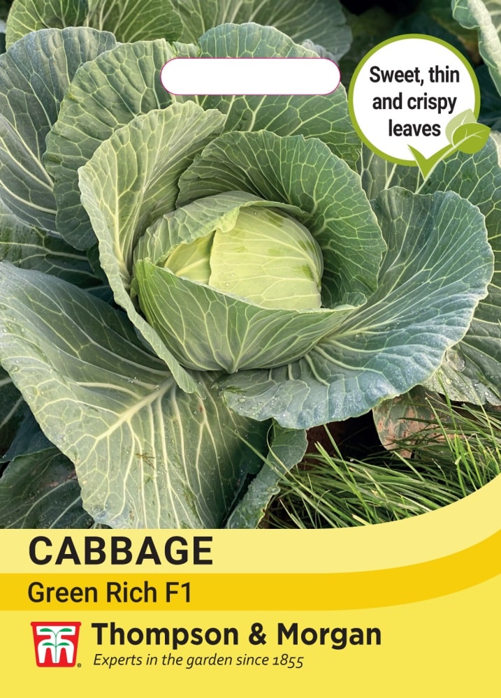Cabbage Green Rich F1