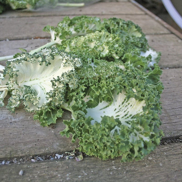 KALE Emerald Ice