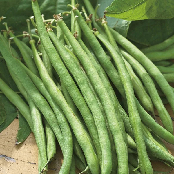 DWARF FRENCH BEAN Organdi