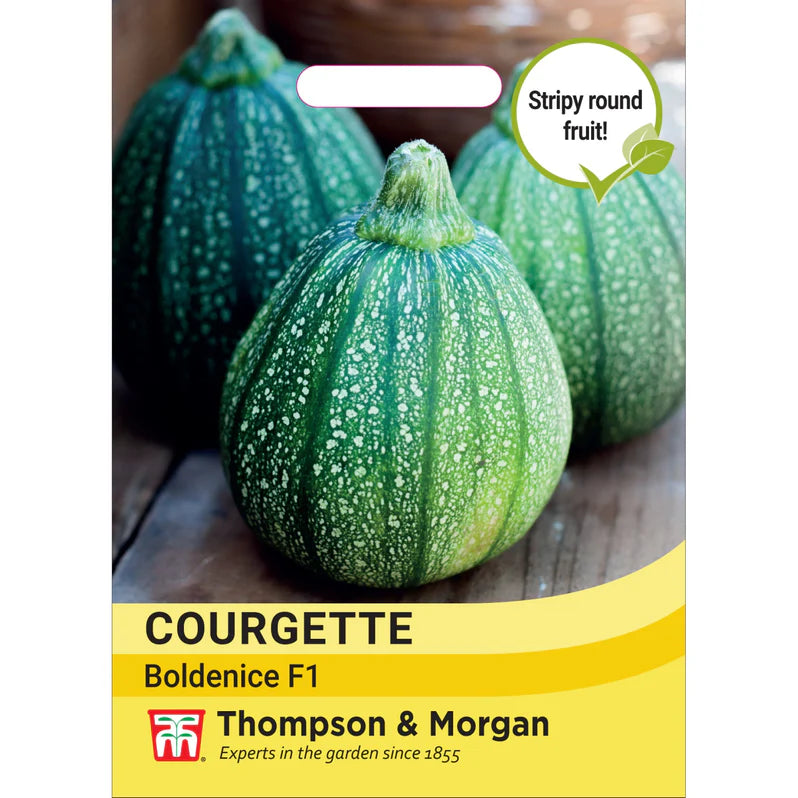 Courgette Cucurbita pepo Boldenice F1