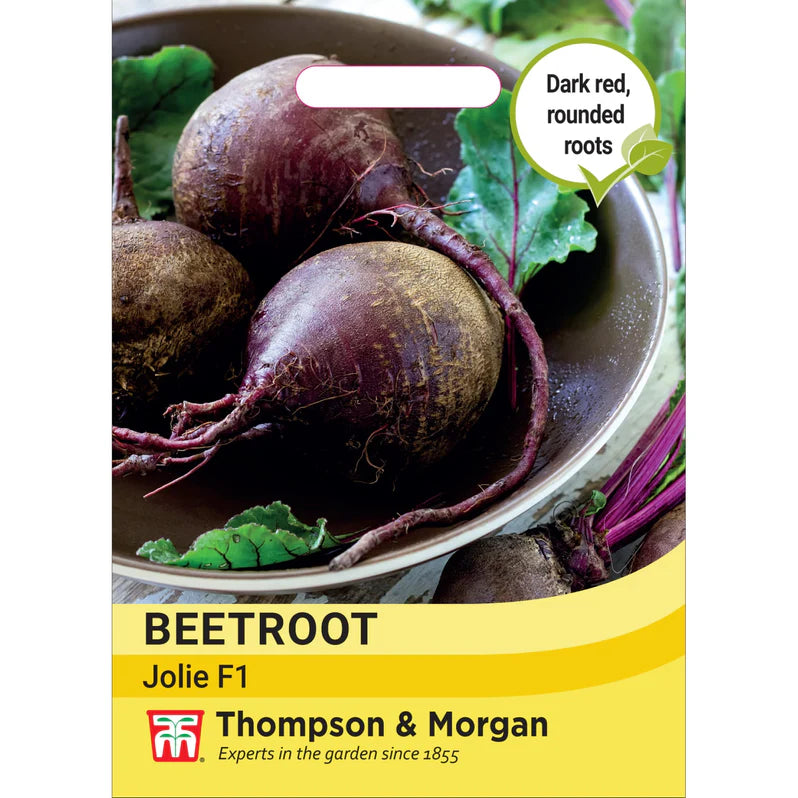 Beetroot Beta vulgaris Jolie F1