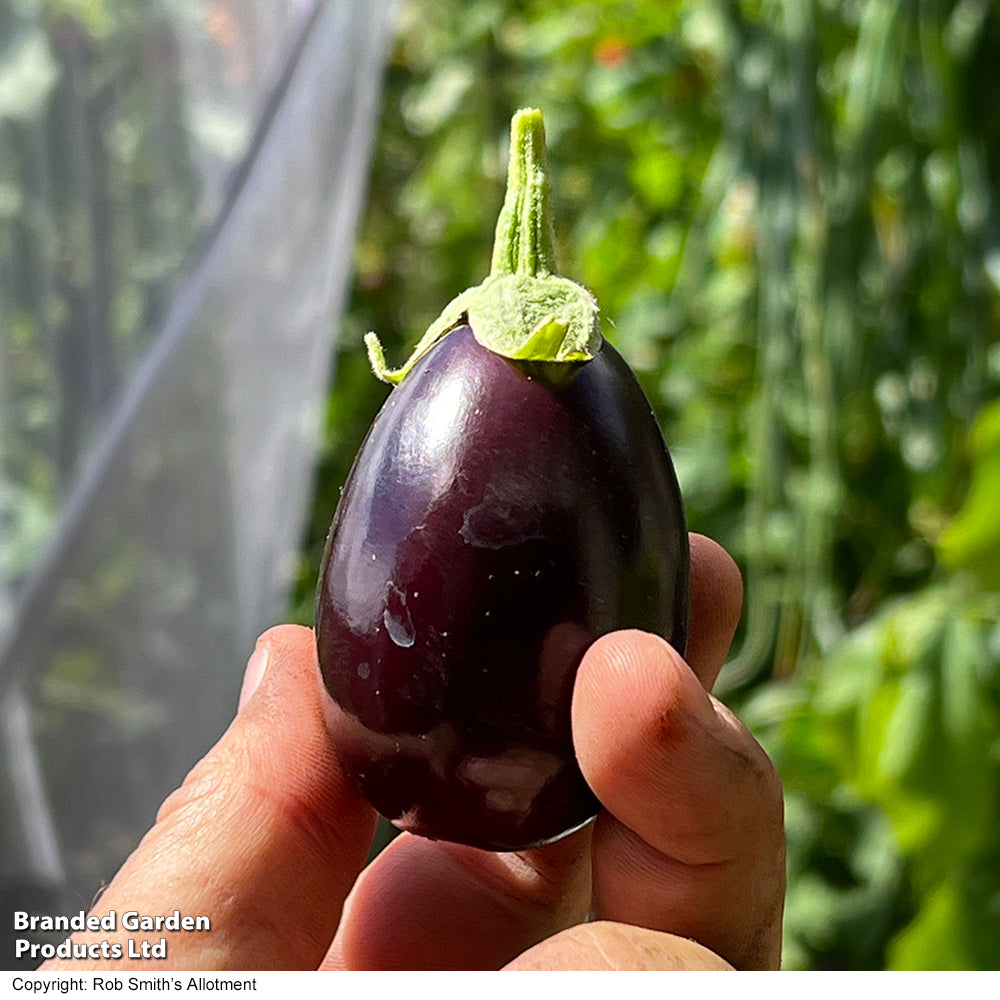 Aubergine Solanum melongena Baby Black Jack F1