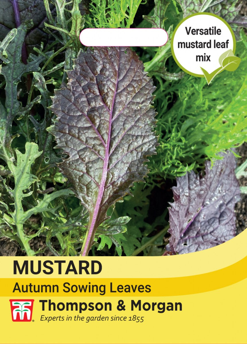Mustard Mustard Autumn sowing leaves