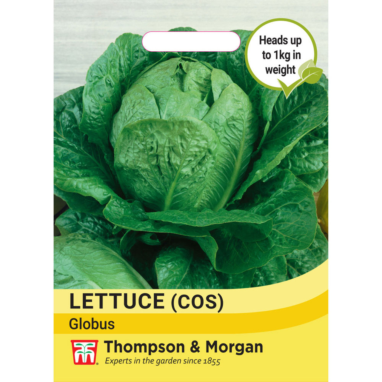 Lettuce Cos Globus