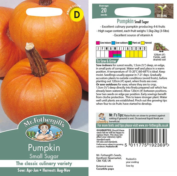PUMPKIN Small
