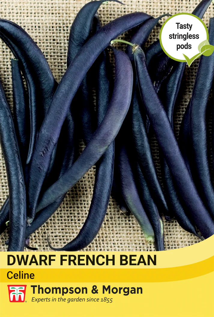 Dwarf French Bean Celine