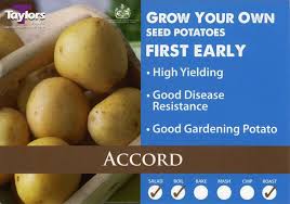Seed Potato Carripack - Accord 2KG