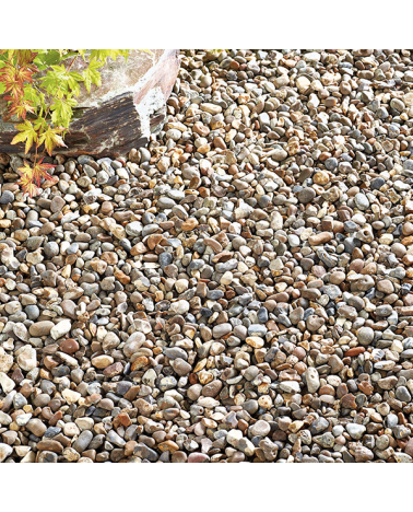 Oyster Pearl Pebbles | Cornwall Garden Shop | UK