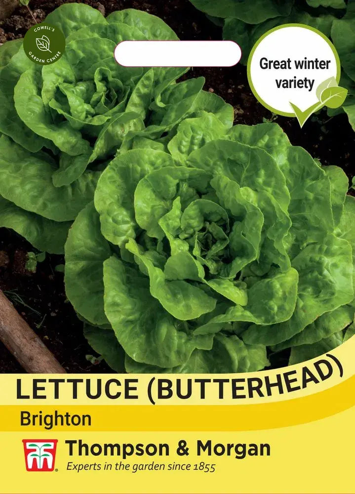 Lettuce Butterhead Brighton
