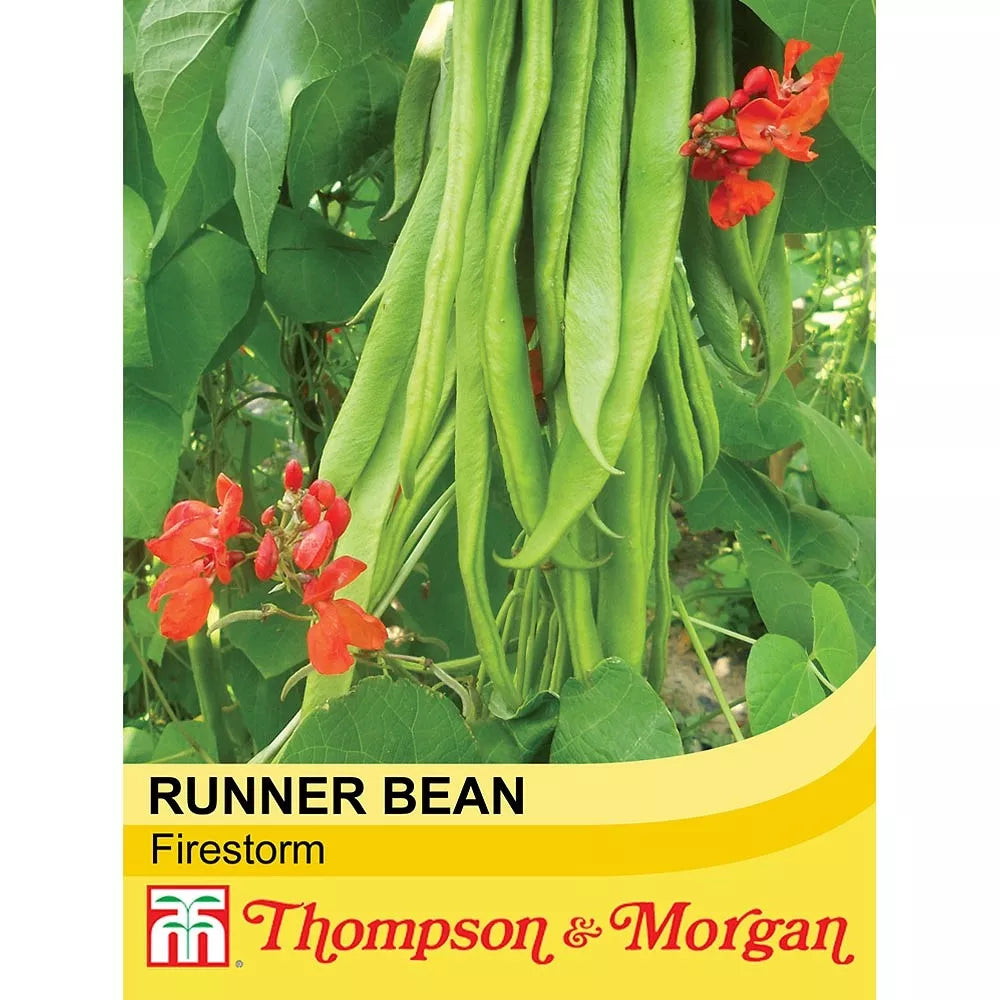 Runner Bean Firestorm