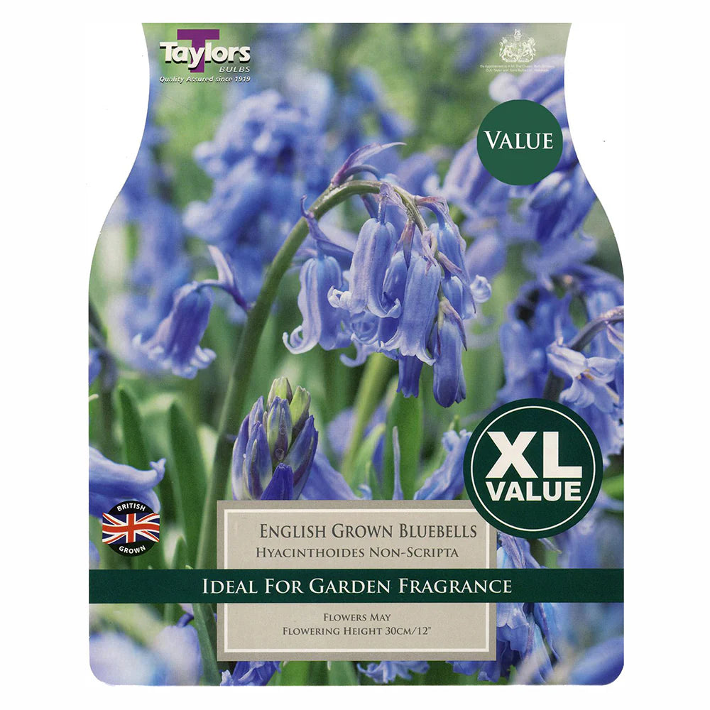 Bluebell English Grown