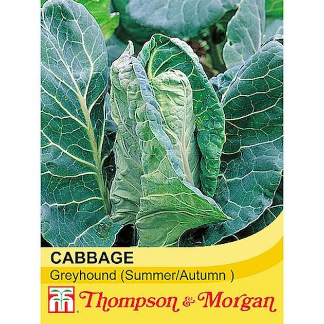Cabbage Greyhound Seeds