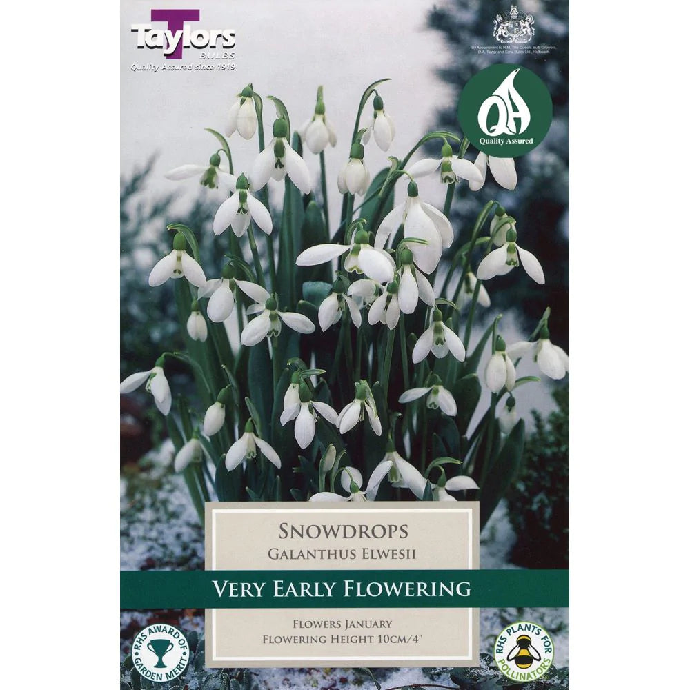 Galanthus Elwesii (Snowdrop) Bulbs