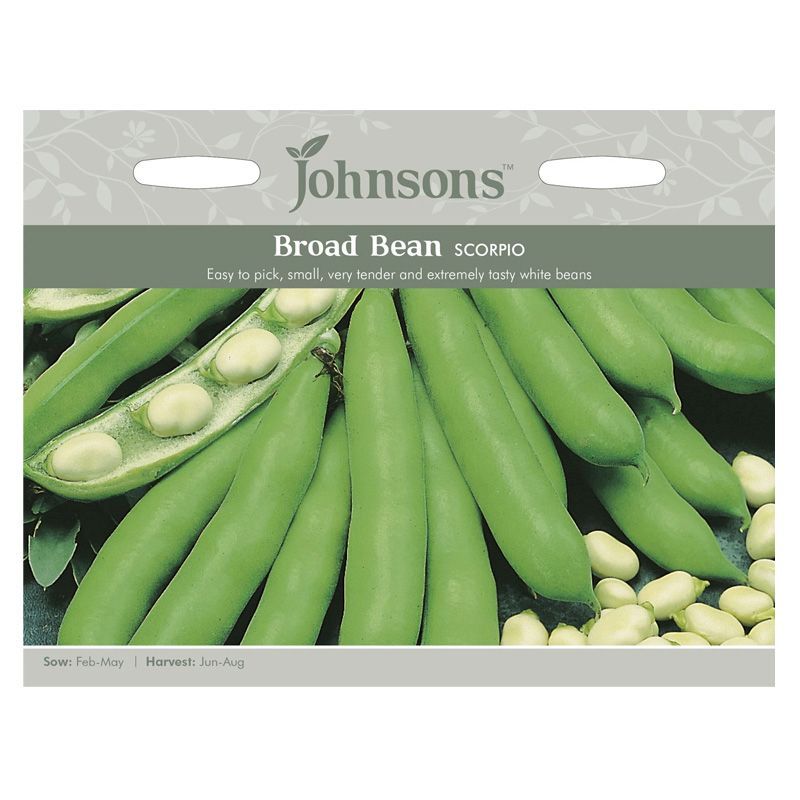 Broad Bean Scorpio Seeds