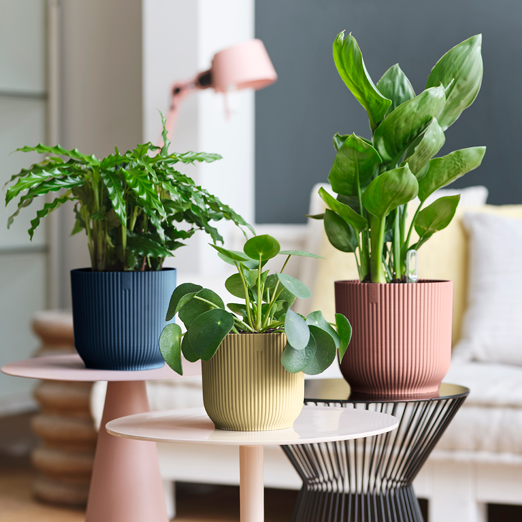 Vibes Fold Round Wheels 35cm Butter Yellow | Cornwall Garden Shop | UK