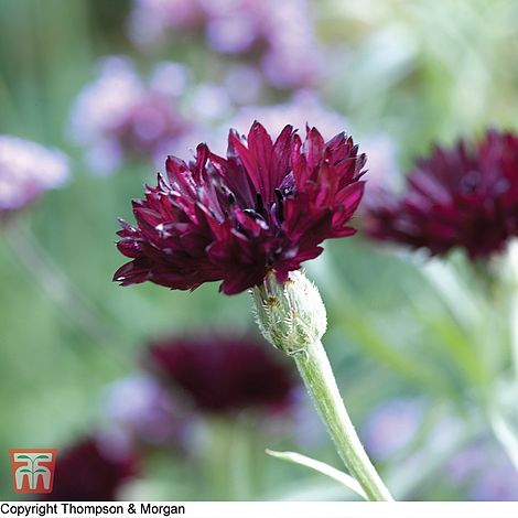 Cornflower Black Ball Flower Seeds