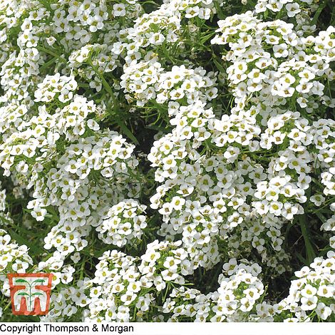 Alyssum Carpet of Snow Flower Seeds