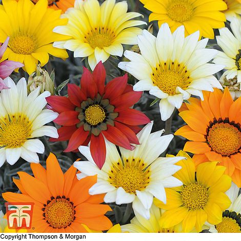 Gazania Talent Mixed Flower Seeds