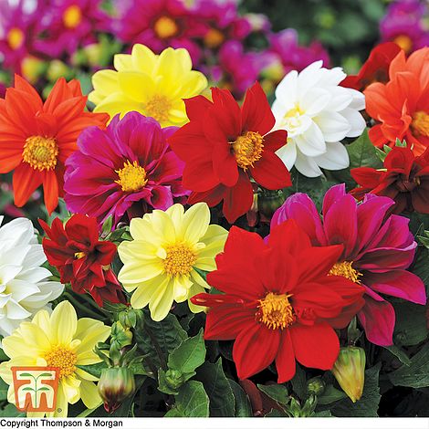 Dahlia Dwarf Mixed Flower Seeds