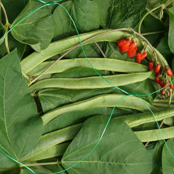 Pea & Bean Netting 2m x 10m x 150mm