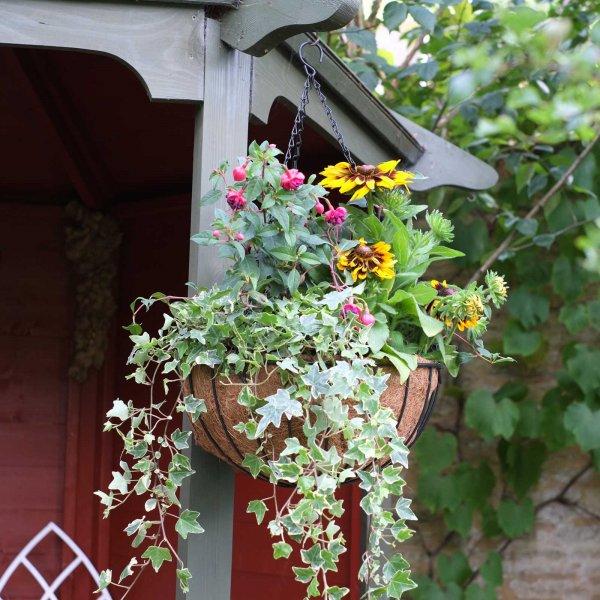 14" Smart Hanging Basket - Cornwall Garden Shop