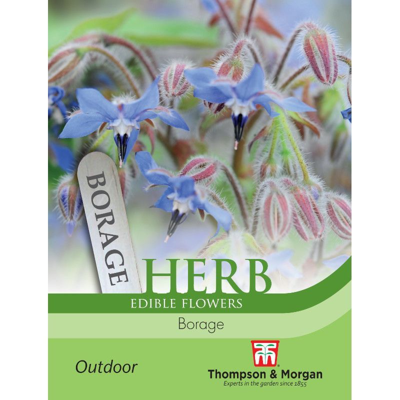 Borage Herb Seeds
