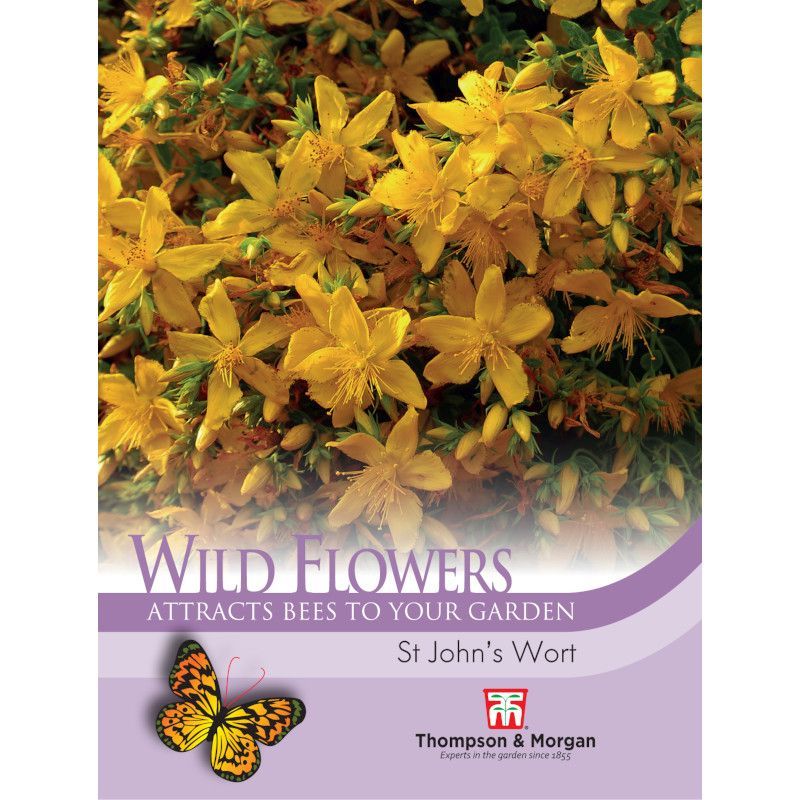Wild Flower St Johns Wort Flower Seeds