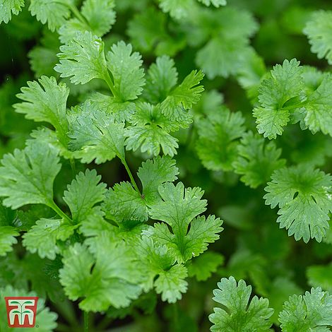 Coriander Herb Seeds