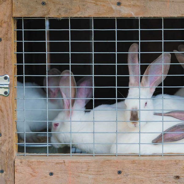 Galvanised WeldMesh Panel 25x13mm 0.6 x 0.9m