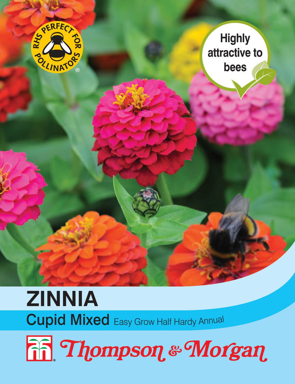 Zinnia Cupid Mixed Flower Seeds