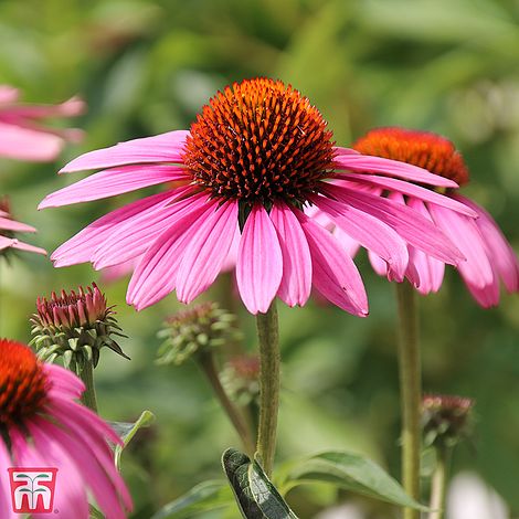 Echinacea Purpurea Magnus Flower Seeds