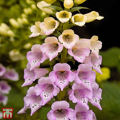 Foxglove Foxy Flower Seeds