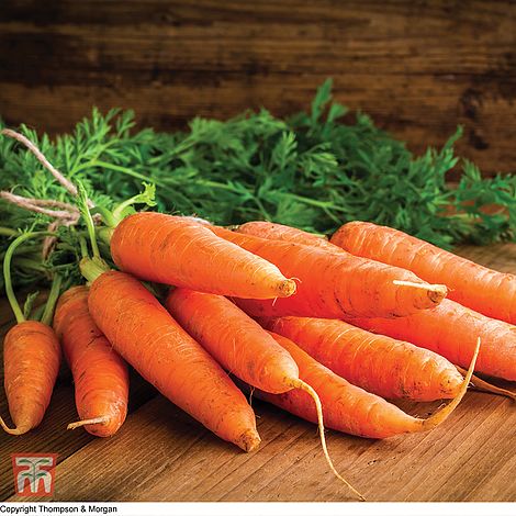 Carrot Chantenay Red Cored 3 Supreme Seeds
