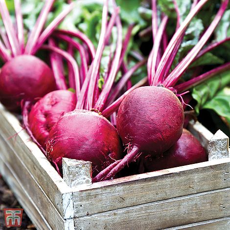 Beetroot Detroit 6 Rubidus Seeds