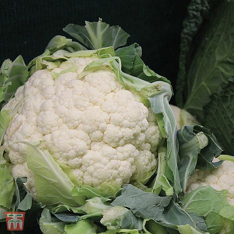Cauliflower All The Year Round Seeds
