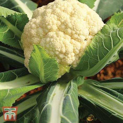 Cauliflower All The Year Round Seeds