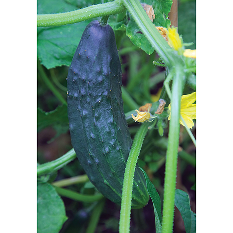 Cucumber Burpless Tasty Green F1 Seeds