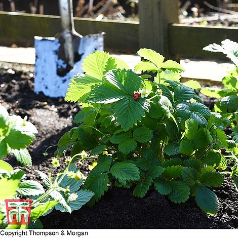 Strawberry Woodland Seeds