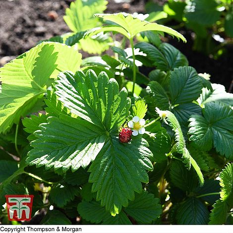 Strawberry Woodland Seeds