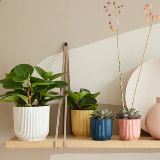 Vibes Fold Round Mini 11cm Delicate Pink | Cornwall Garden Shop | UK